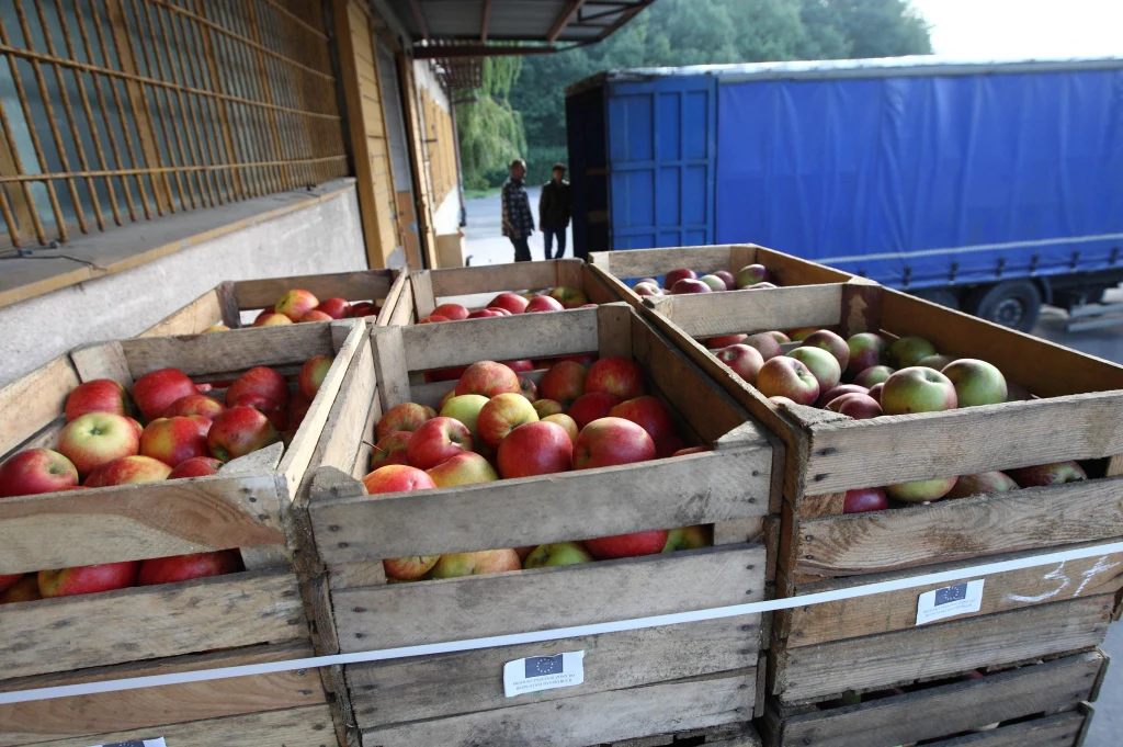 Polska żywność podbija świat, a zwłaszcza Niemcy. Na zagraniczne stoły wysyłamy świeże owoce, m.in. jabłka