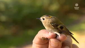 Zmiany klimatu wpływają na ptaki. Wyniki badań polskich naukowców