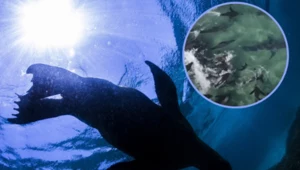 Zaskakujący zwrot wydarzeń. Uchatki atakują żarłacze białe