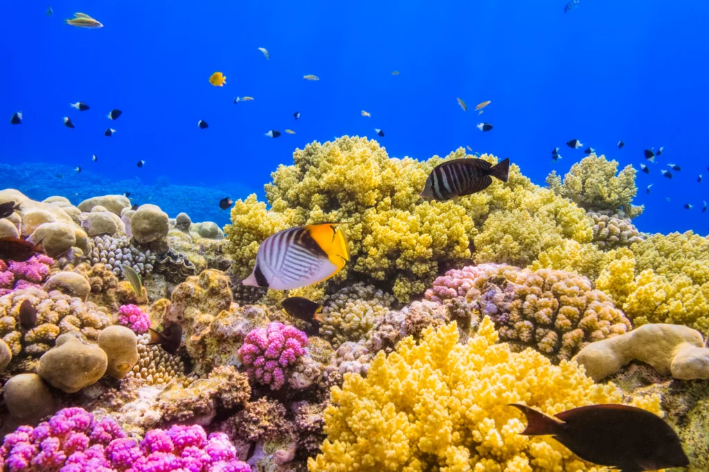 Podwodna rafa koralowa w Egipcie