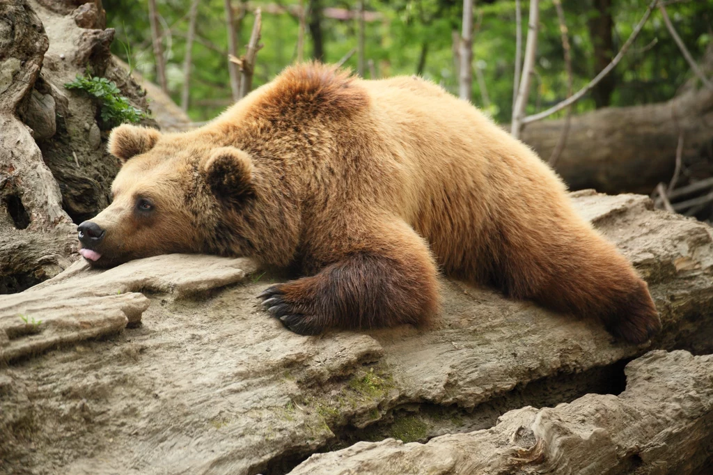 Ze snem zimowym najbardziej kojarzy nam się niedźwiedź. Ale to tylko jedno z wielu zwierząt, które hibernują
