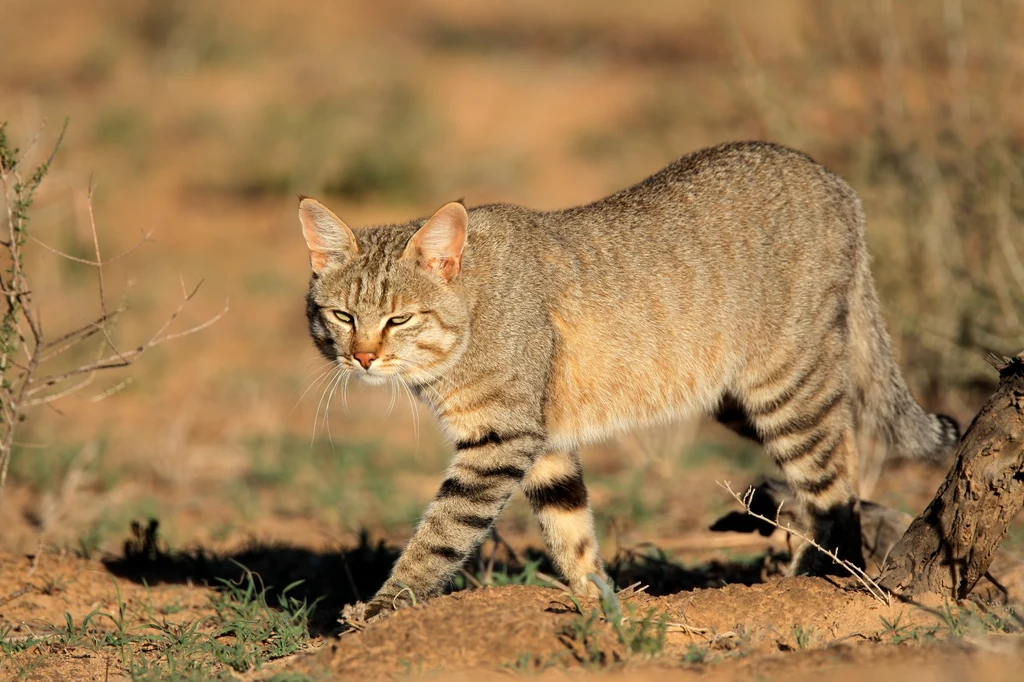 Kot nubijski to zdeterminowany łowca