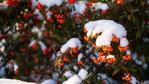 Rośliny potrzebują zimy. Niestety w Polsce będzie o nią coraz trudniej