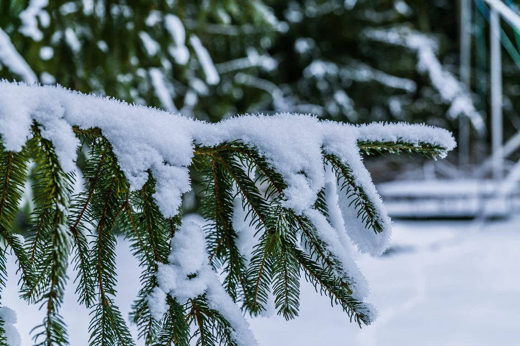 Śnieg także jest potrzebny przyrodzie