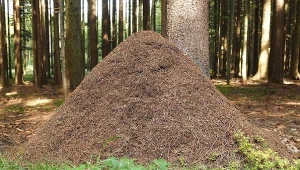 Kopiec mrówek