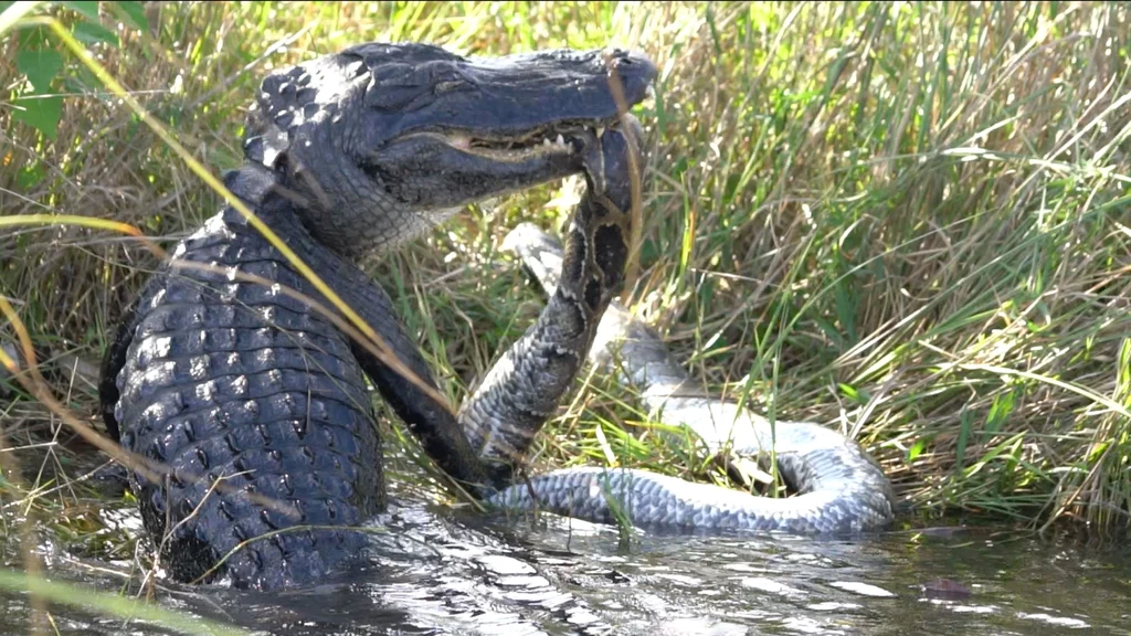 Florydzki aligator w walce z pytonem. Te gady to nowość dla rodzimych gadów Florydy 