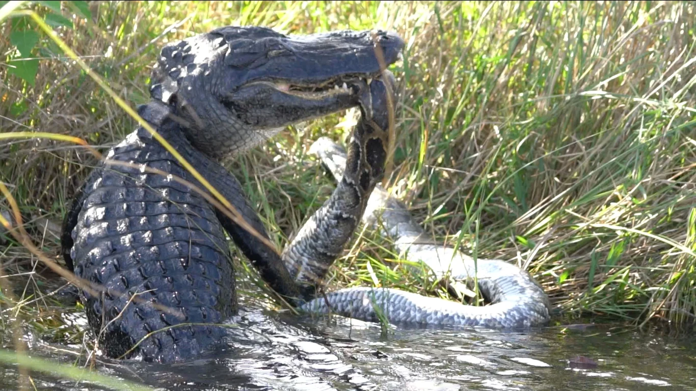 Florydzki aligator w walce z pytonem. Te gady to nowość dla rodzimych gadów Florydy 