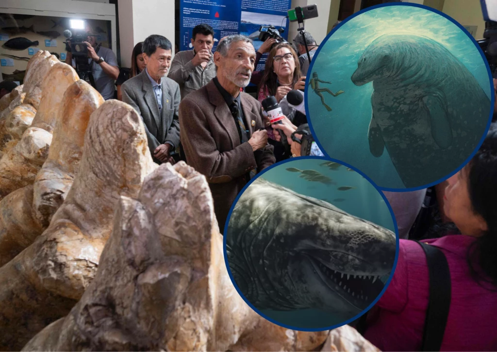 Peruwiański paleontolog Mario Urbina ogłasza znalezienie peruceta