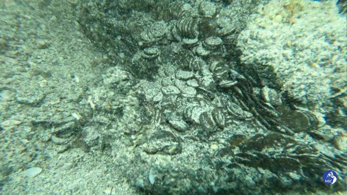 Odnalezione niedawno follis stanowią jedno z najważniejszych odkryć monet w ostatnich latach Odnalezione niedawno follis stanowią jedno z najważniejszych odkryć monet w ostatnich latach