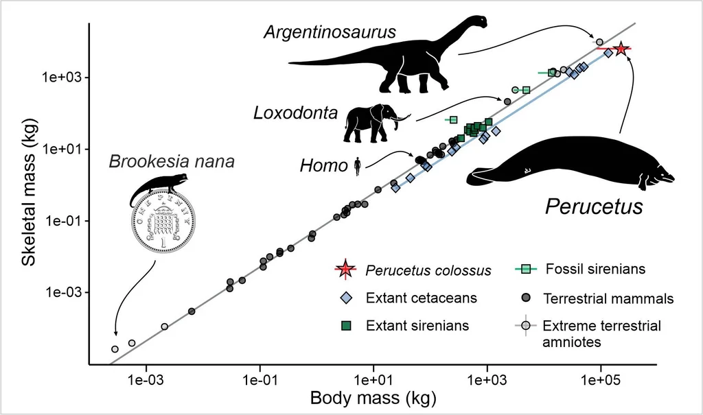 Porównanie wielkości Perucetusa i innych zwierząt