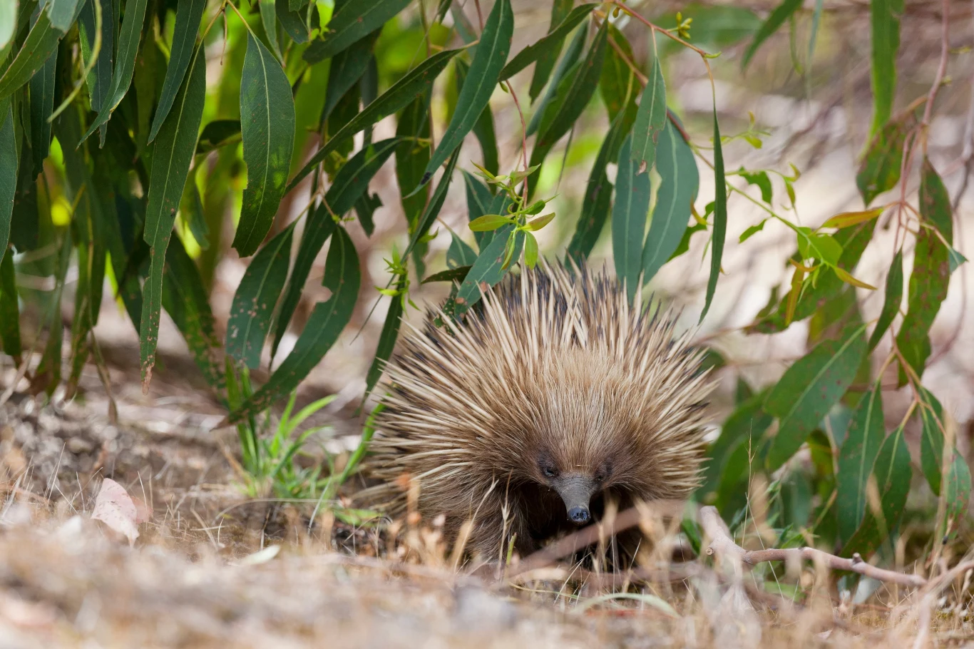 Kolczatka w Australii Południowej