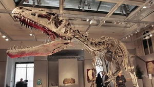 Szkielet allozaura - dinozaura mięsożernego z okresu jury