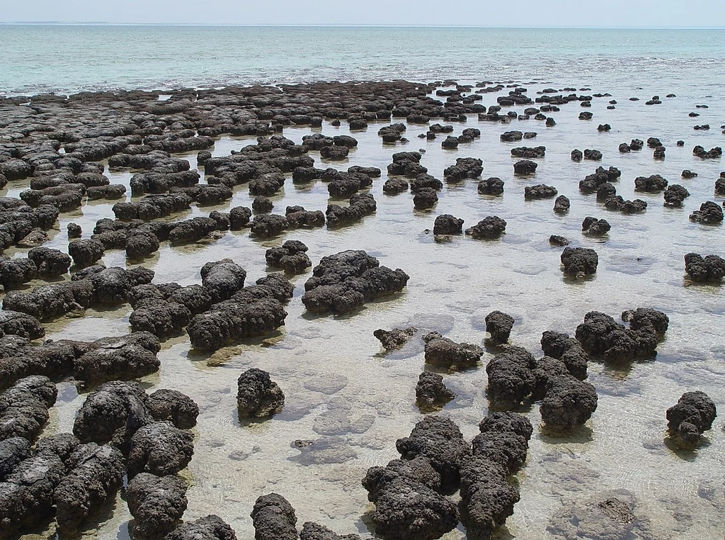 Stromatolity w zachodniej Australii