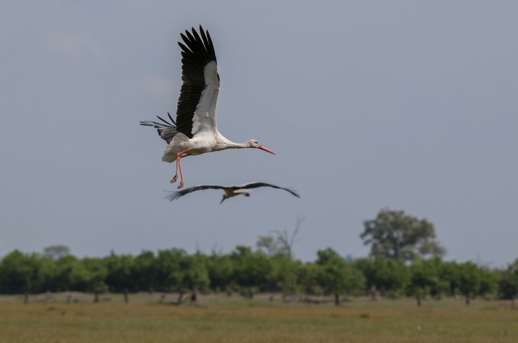 Bocian biały w locie w parku Chobe, Botswana