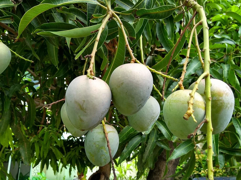 Uprawa mango