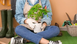 Sekret zdrowych i pięknych roślin. Wystarczy jedna kulka w doniczce