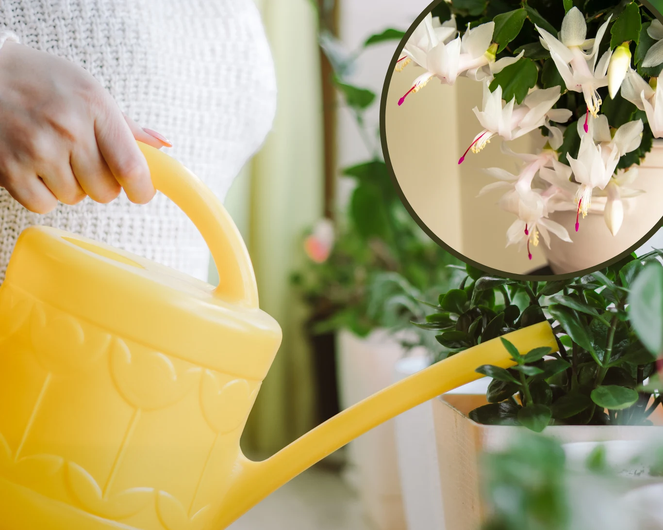 Jak podlewać grudnika, aby bujnie kwitł? Jak podlewać grudnika, aby bujnie kwitł?