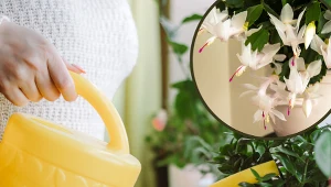 Grudnik nie kwitnie? Sprawdź, jak prawidłowo go podlewać 