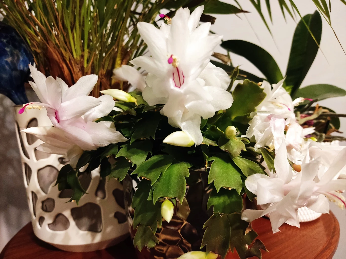 Odpowiednie podlewanie ma znaczenie w pielęgnacji grudnika Odpowiednie podlewanie ma znaczenie w pielęgnacji grudnika