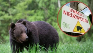 Niedźwiedź zaatakował mężczyznę w Bieszczadach. Na jaw wyszły nowe fakty
