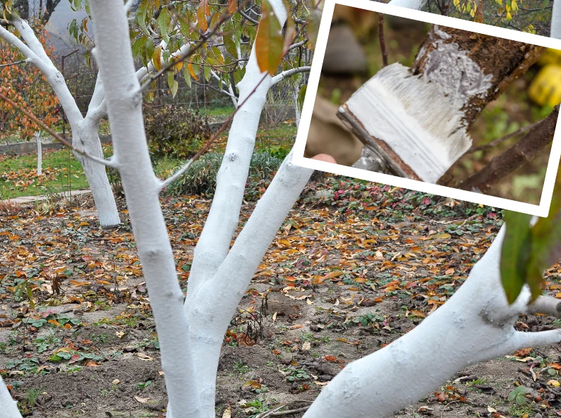 Kiedy bielić drzewka owocowe? Zachowanie tego terminu ma kluczowe znaczenie Kiedy bielić drzewka owocowe? Zachowanie tego terminu ma kluczowe znaczenie