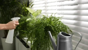 Paprotka usycha? Sprawdź, jak prawidłowo ją podlewać