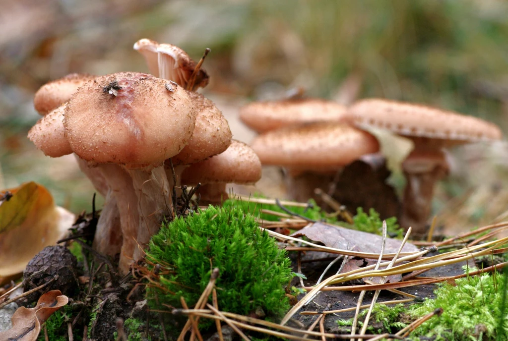 Masowy wysyp opieniek w lasach świadczy o tym,  że jesienny sezon grzybowy zbliża się ku końcowi 