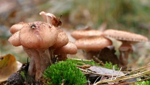 Wcale nie marynowane. Opieńki w tej formie smakują o niebo lepiej 