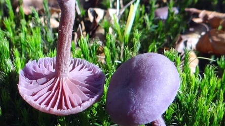 Lakówka ametystowa. Gdzie jej szukać?