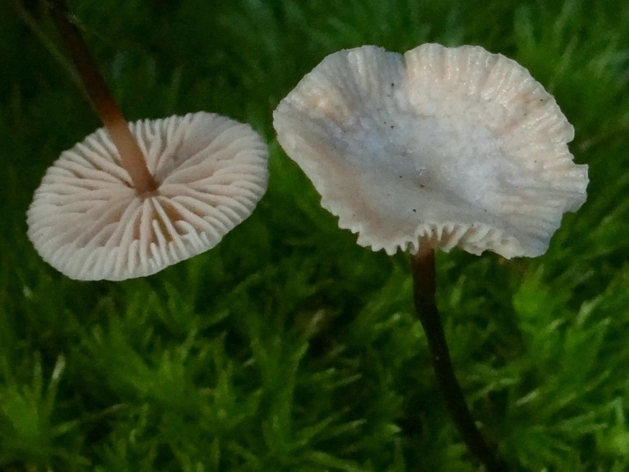 Twardzioszek czosnaczek