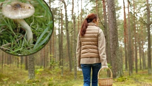 Myślałeś, że już po grzybach? Te dopiero zaczynają pojawiać się w lasach
