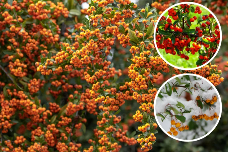 Ognik szkarłatny zachwyca w ogrodzie urodą niezależnie od pory roku Ognik szkarłatny zachwyca w ogrodzie urodą niezależnie od pory roku