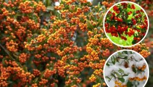 Ten krzew jest idealny na żywopłot i zdobi ogród przez okrągły rok