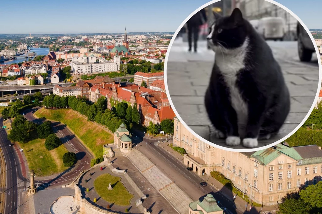Największa atrakcja Szczecina? Kot Gacek!/ wSzczecinie/YouTube