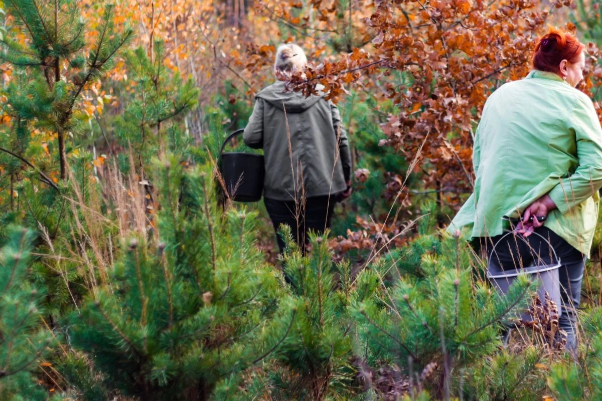 W lasach nadal jest sporo grzybów. W lasach nadal jest sporo grzybów.