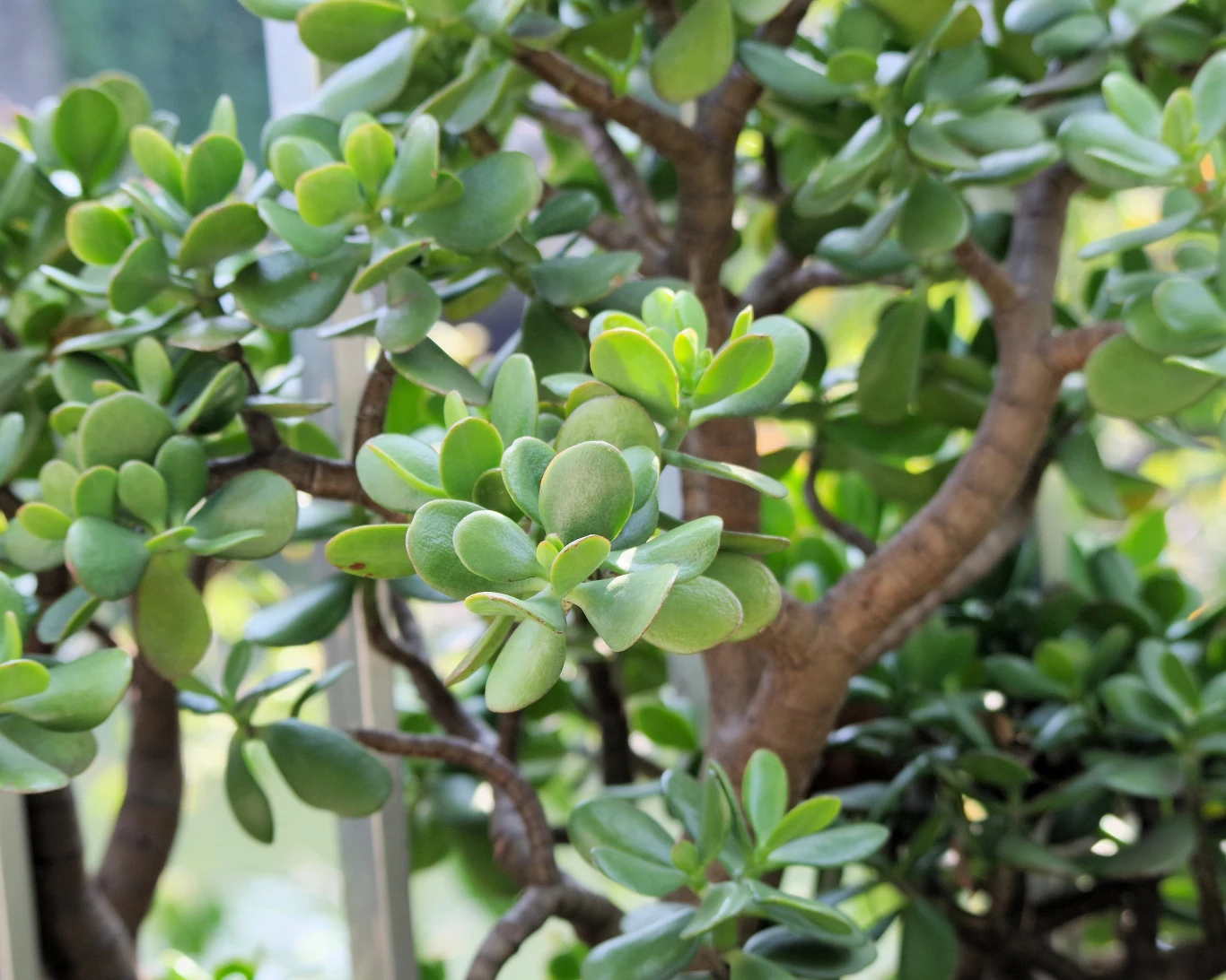 Postaw grubosza blisko drzwi wejściowych, by "zapraszał" do domu szczęście i dobrobyt Grubosz przestał rosnąć? Może to być spowodowane nieodpowiednim podlewaniem