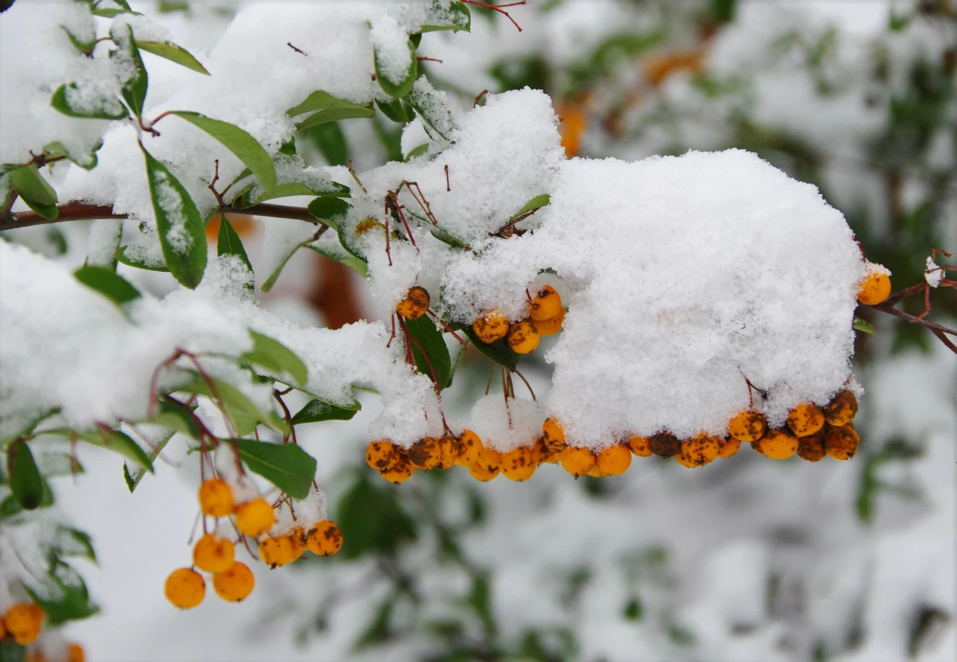 Owoce ognika szkarłatnego mogą cieszyć oczy nawet późną zimą