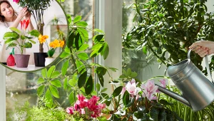 Sezon grzewczy szkodzi twoim roślinom? Zorganizuj im domowe SPA 
