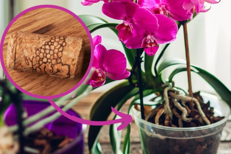 Czy wiedziałeś, że storczyki świetnie rosną na podłożu z korków po winie? Czy wiedziałeś, że storczyki świetnie rosną na podłożu z korków po winie?