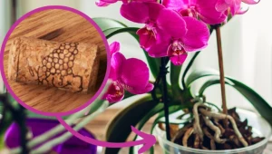 Zamiast wyrzucać, włóż do doniczki. Storczyk wyrośnie na nich silny jak dąb