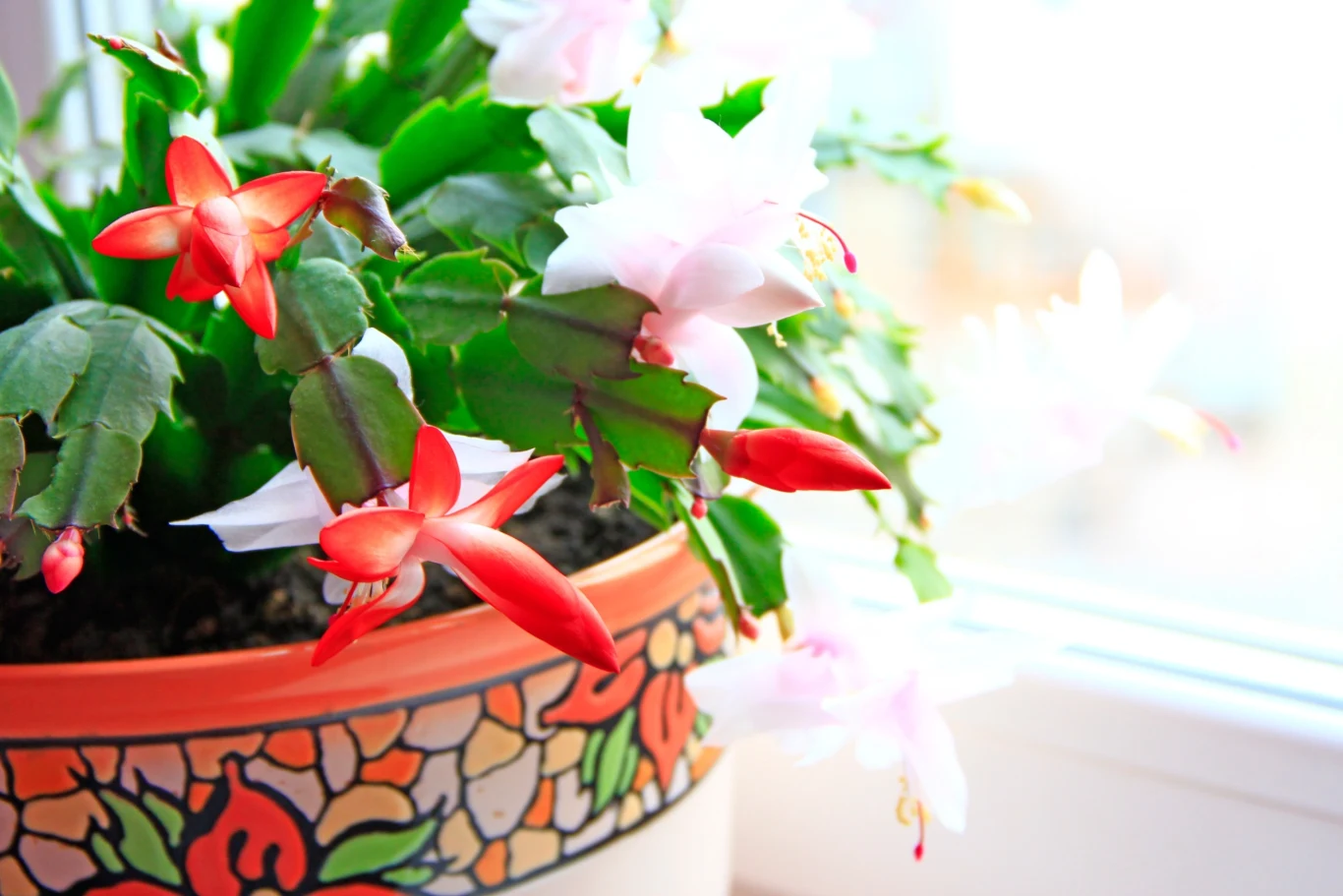 Grudnik najlepiej rozwija się w małych i płaskich doniczkach Grudnik najlepiej rozwija się w małych i płaskich doniczkach