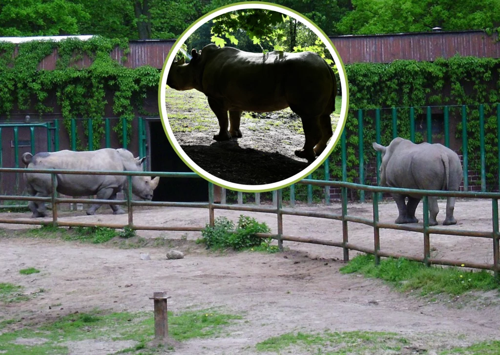 Diuna w poznańskim Zoo (fot. Zoo Poznań)