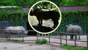 Zoo w Poznaniu przekazało tragiczną wiadomość. Nie żyje symbol ogrodu