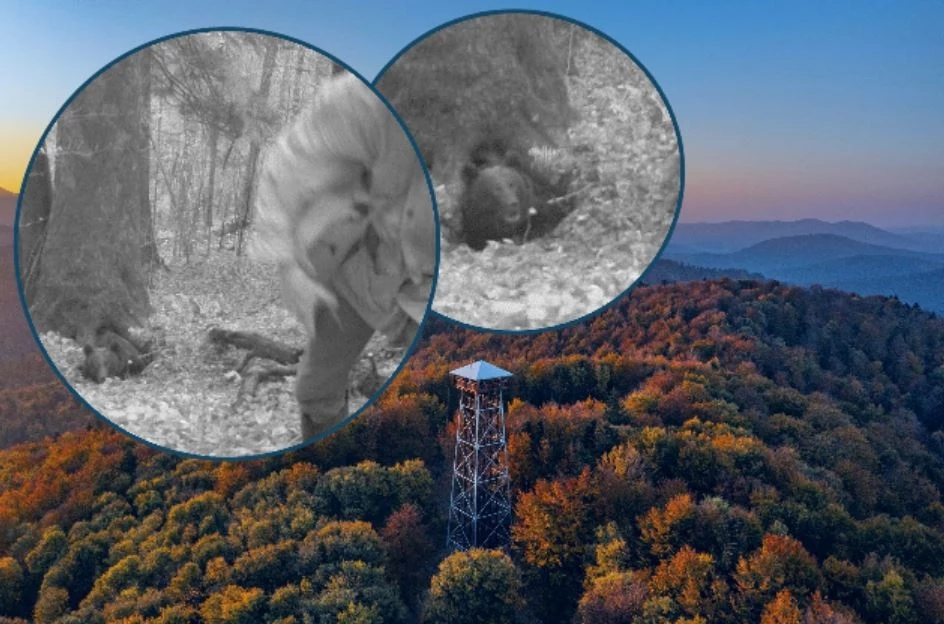 Zdjęcia z fotopułapki z ataku niedźwiedzia Zdjęcia z fotopułapki z ataku niedźwiedzia