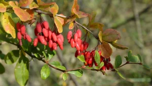 Berberyna wspomaga odchudzanie i pomaga wyregulować cukier. Ale biorąc trzeba uważać