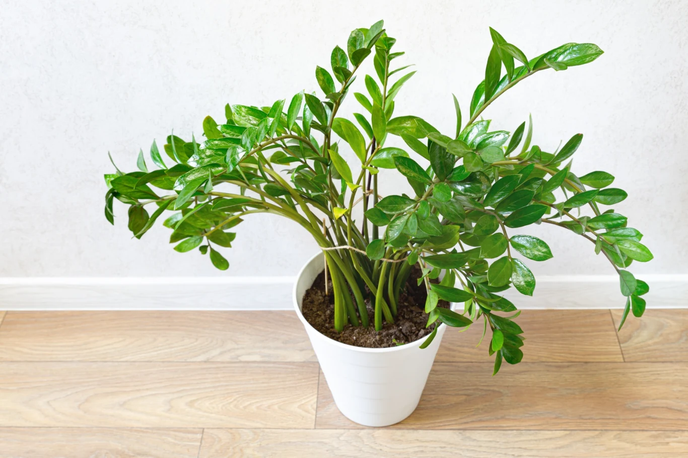 Zamiokulkas będzie dorodny, jeśli właściwie o niego zadbasz