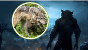 Wilki ucierpiały z powodu mitów o wilkołakach
