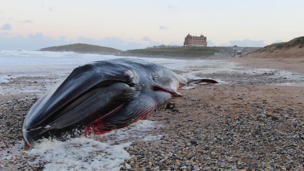 W środę rano na plaży w Kornwalii znaleziono martwego płetwala zwyczajnego. To drugie największe zwierzę na Ziemi