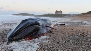 Płetwal wyrzucony na brzeg w Anglii. To drugie największe zwierzę na Ziemi