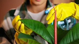 Wyjmij z kuchennej szafki i obsyp złamaną roślinę. Zagoi się o wiele szybciej
